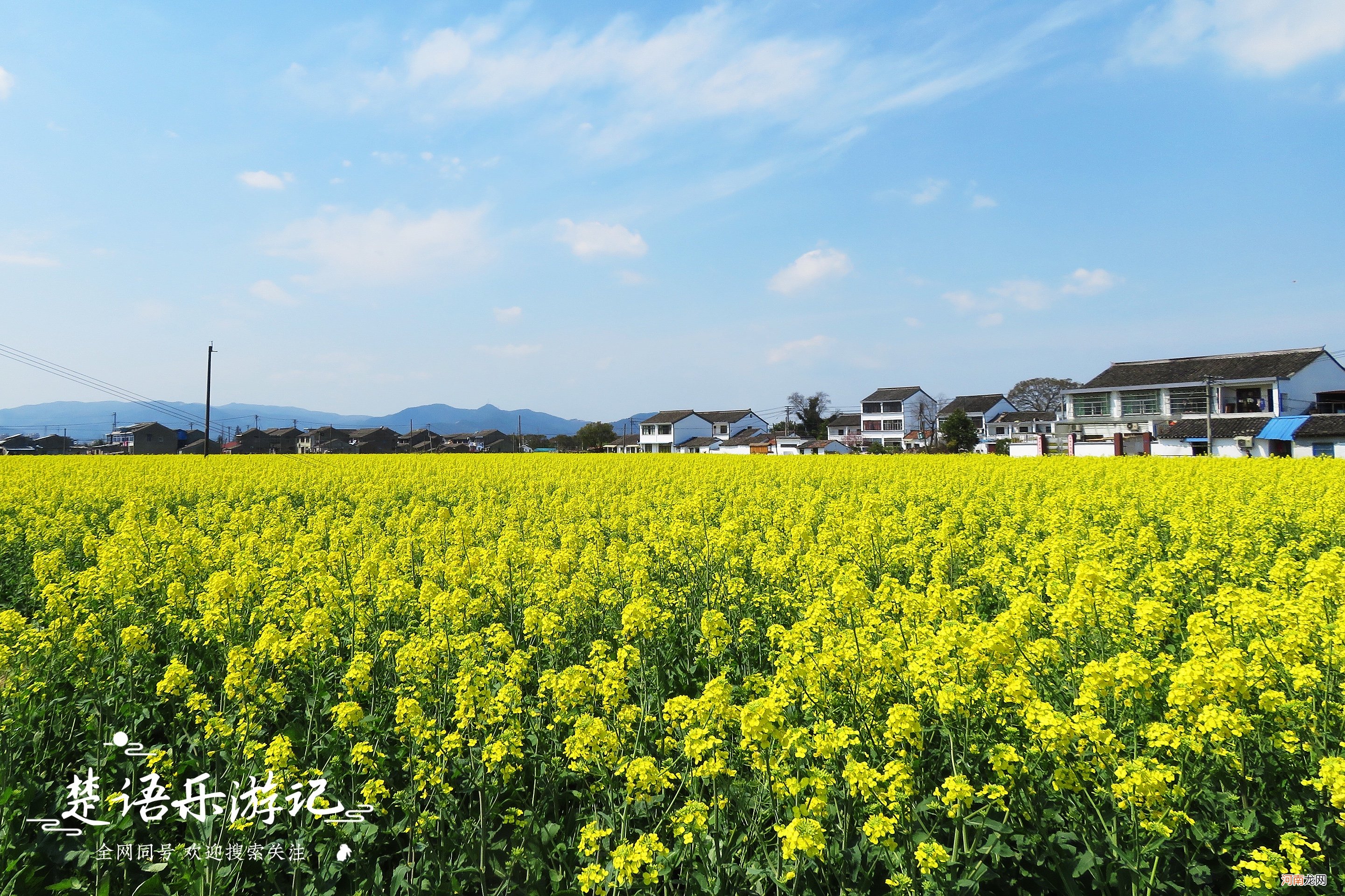 抓住油菜花的小尾巴 抓住油菜花的小尾巴的意思