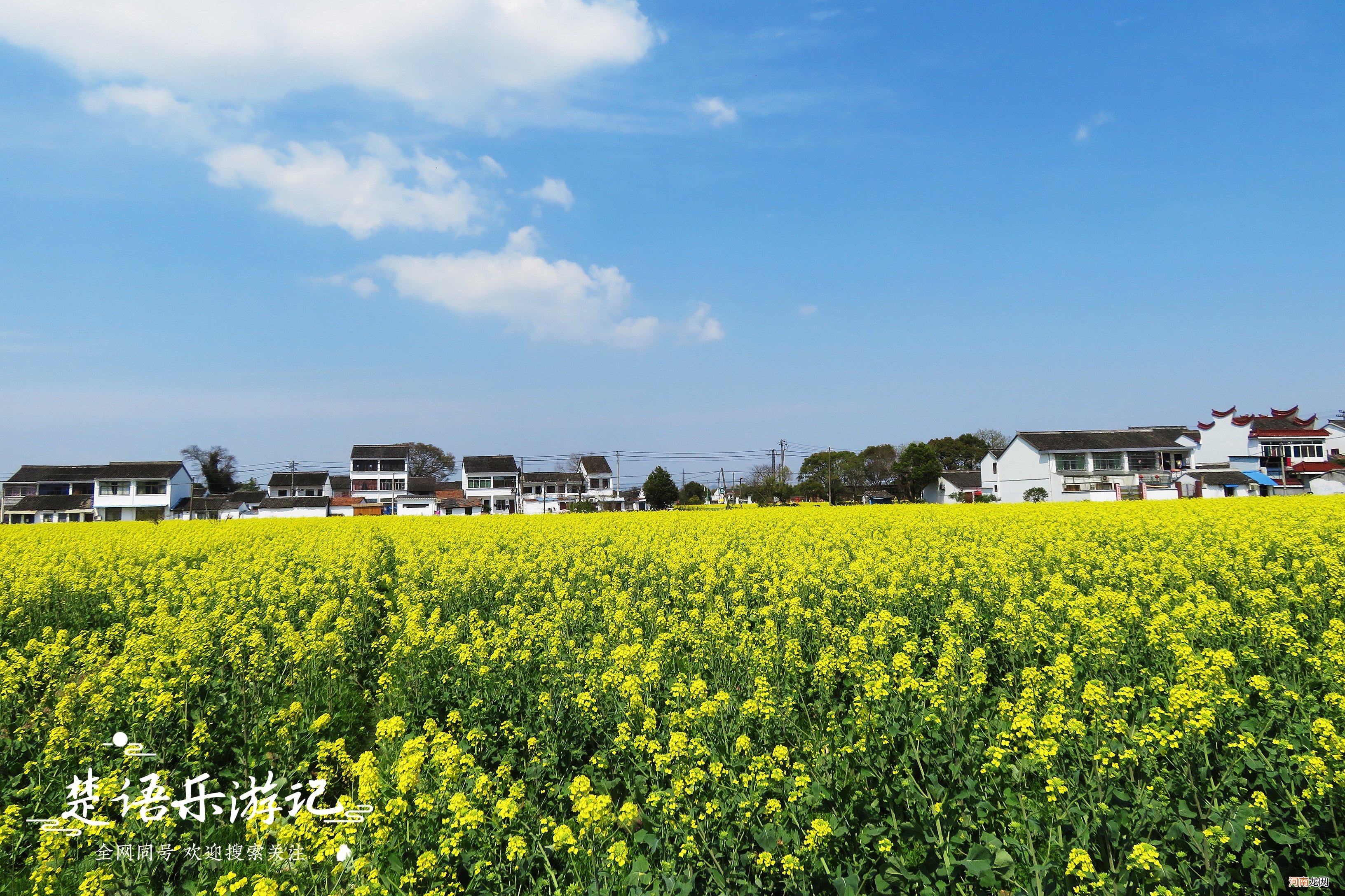 抓住油菜花的小尾巴 抓住油菜花的小尾巴的意思