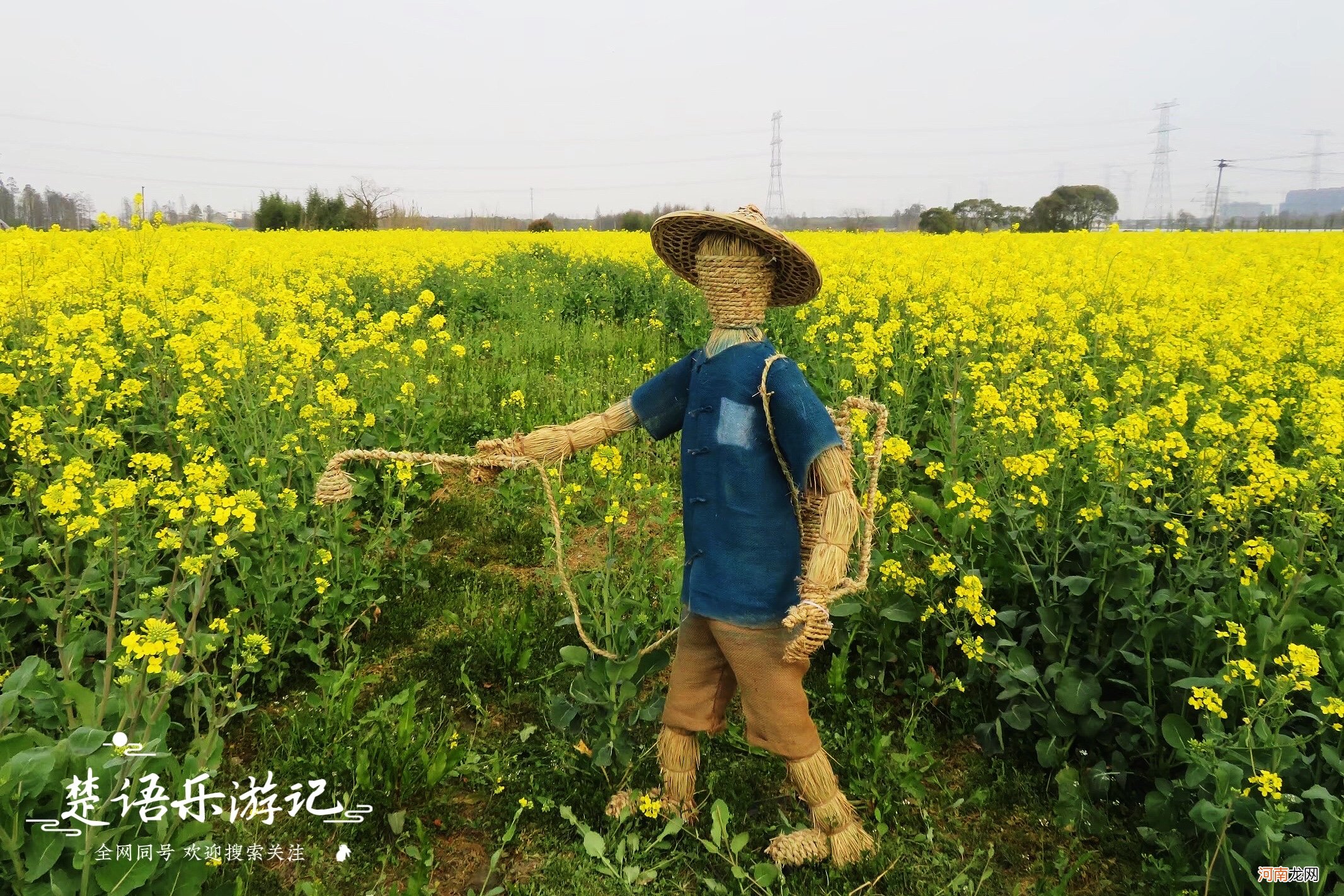 抓住油菜花的小尾巴 抓住油菜花的小尾巴的意思