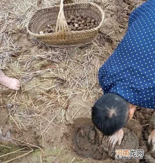 不起眼的马蹄果 马蹄果长在哪里？