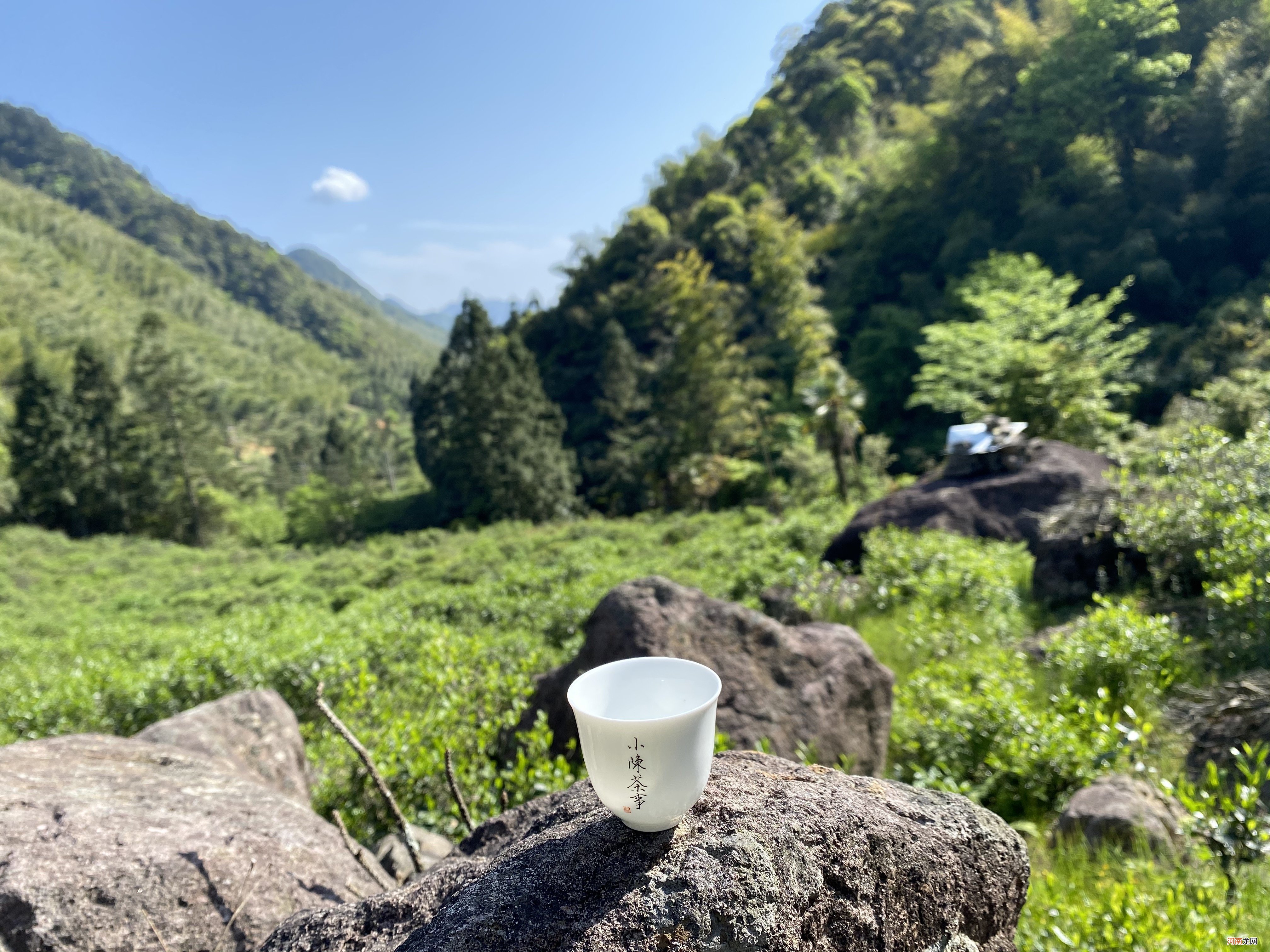 只有用菜茶做成的白茶 白茶中的菜茶