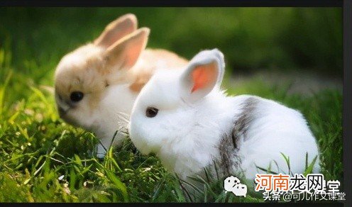可爱的小白兔 可爱的小白兔350字