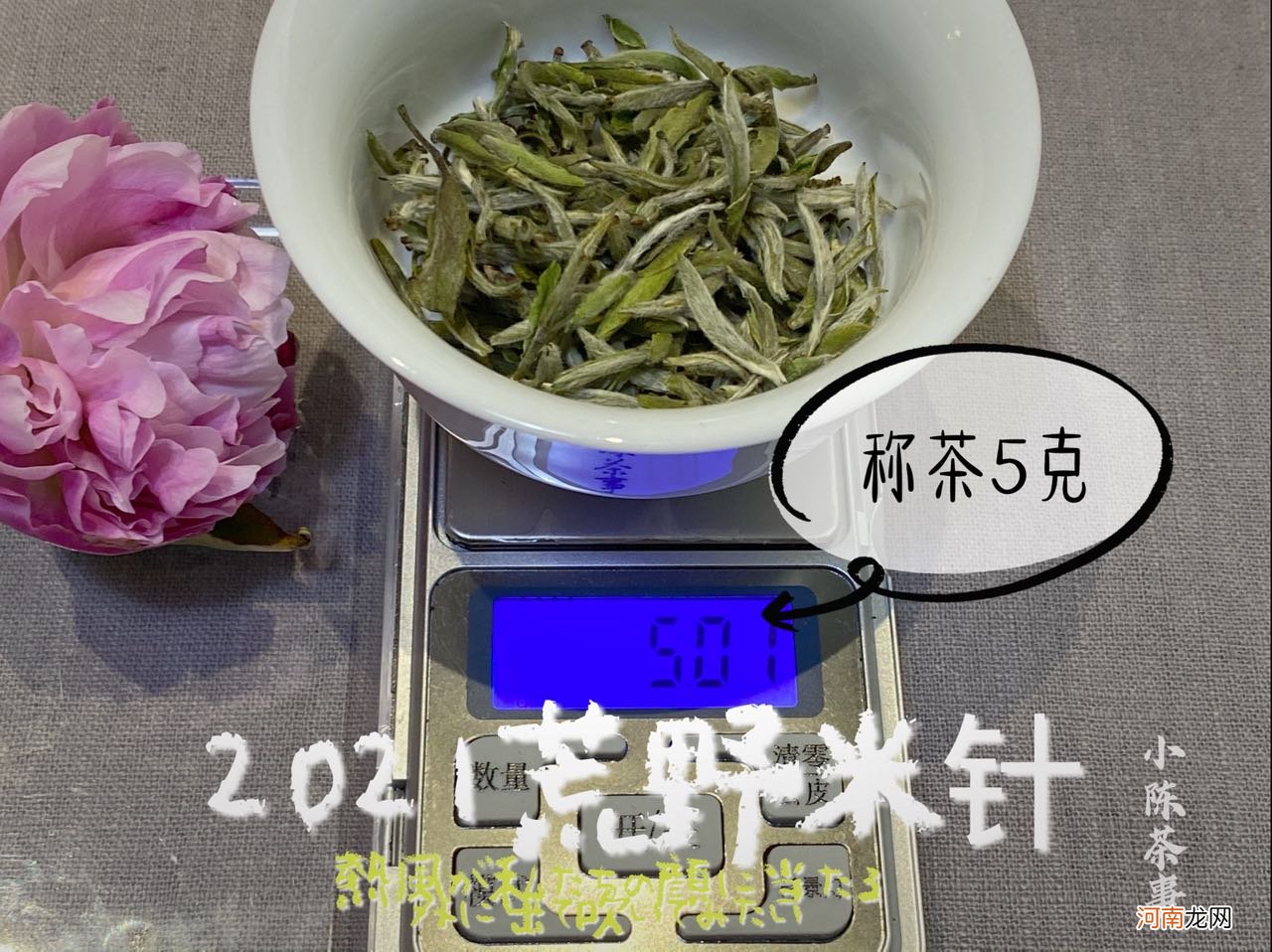 这就是白茶的真相 真正的白茶