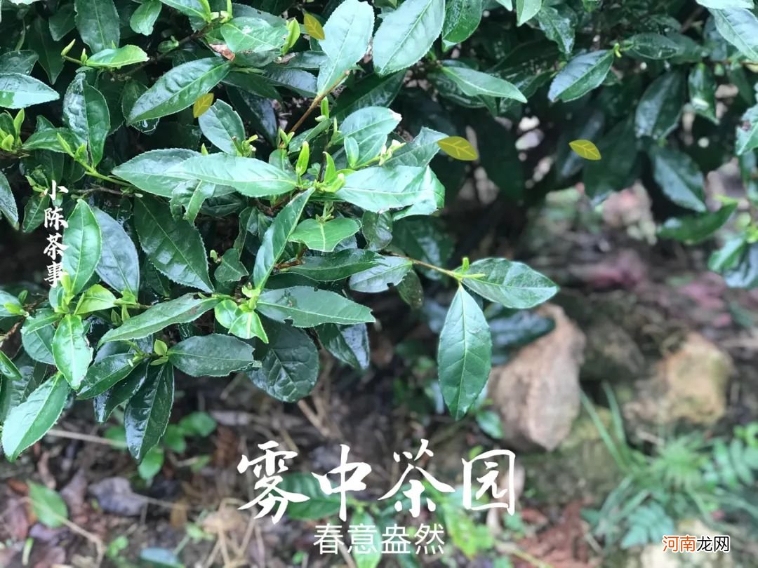 这就是白茶的真相 真正的白茶