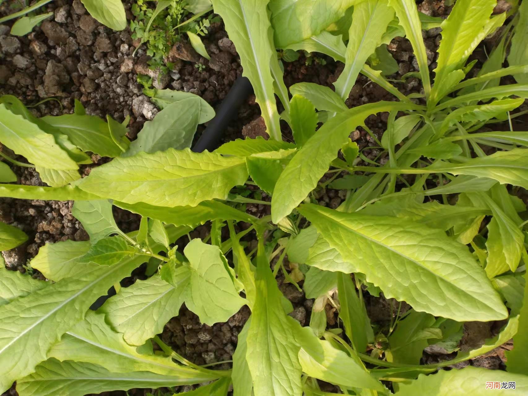 冰箱里的蔬菜怎么保鲜 冰箱里的蔬菜怎么保鲜