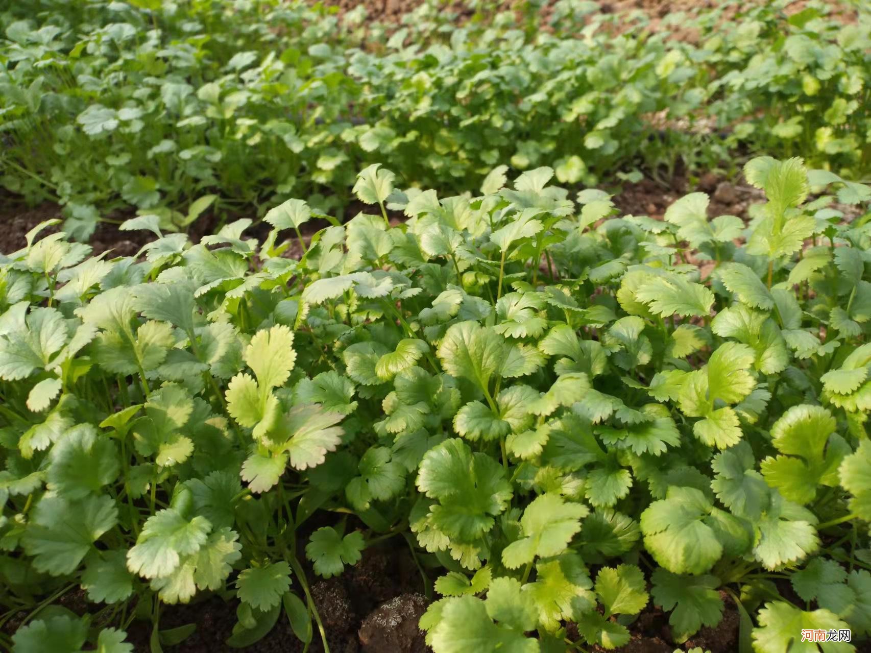 冰箱里的蔬菜怎么保鲜 冰箱里的蔬菜怎么保鲜