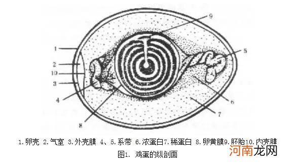 是不是人造蛋 什么是人造蛋？