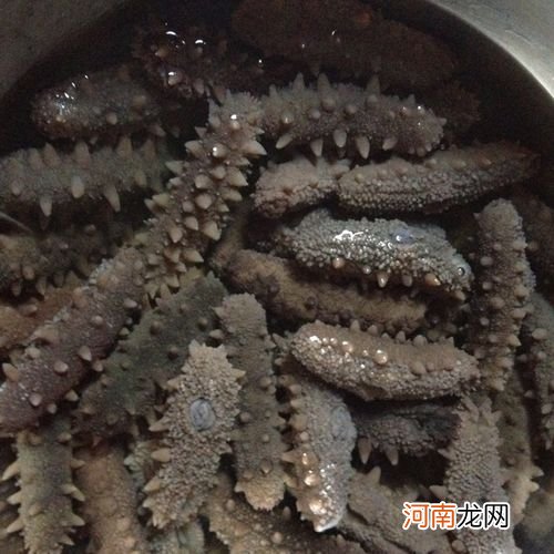 怎样发干海参最好？详解正确的干海参泡发方法