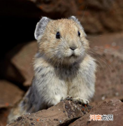 独特的青藏高原鼠兔 西藏高原鼠兔