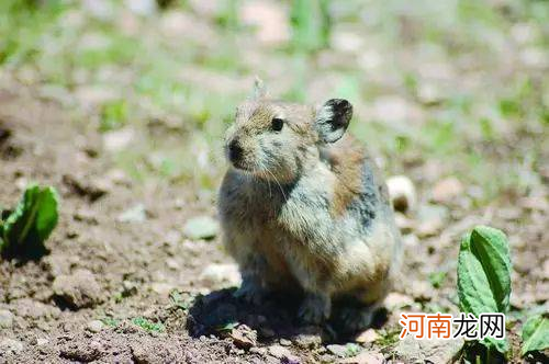 独特的青藏高原鼠兔 西藏高原鼠兔