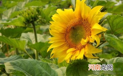 孕妇可以吃葵花籽吗