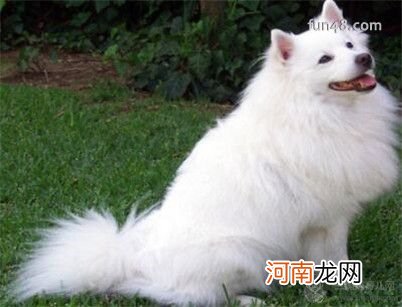 爱斯基摩犬好养吗？美国爱斯基摩犬吃什么？怎么养？