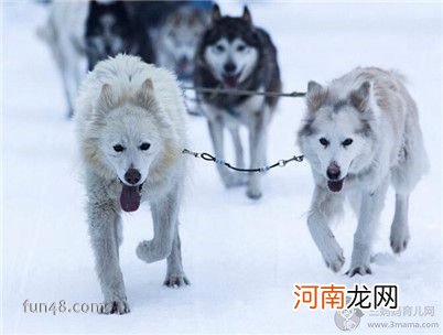 爱斯基摩犬好养吗？美国爱斯基摩犬吃什么？怎么养？