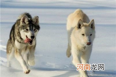 爱斯基摩犬好养吗？美国爱斯基摩犬吃什么？怎么养？