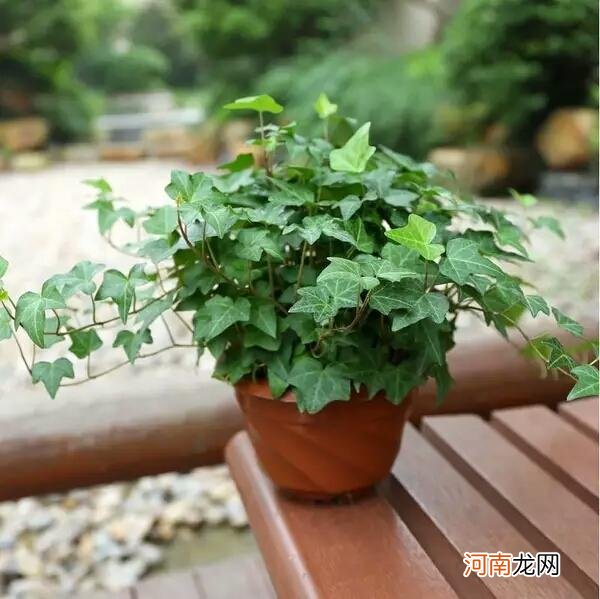 新房除甲醛的植物