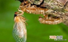 农村蝉是害虫还是益虫 蝉是益虫还是害虫？