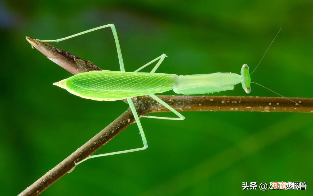 对人类有益的五种昆虫 有益的昆虫和有害的昆虫有哪些？