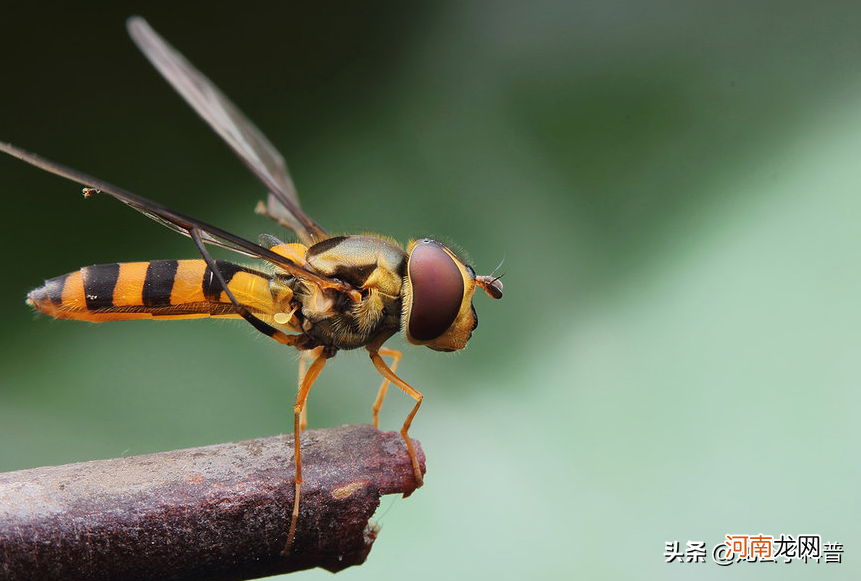 对人类有益的五种昆虫 有益的昆虫和有害的昆虫有哪些？