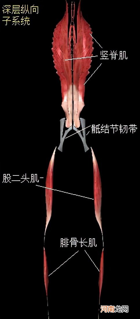 了解人体运动子系统 人体运动系统