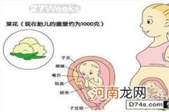 怀孕2周左右初期症状