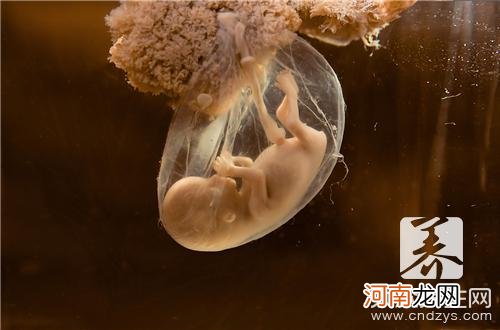 怀孕2周胚胎大小图片