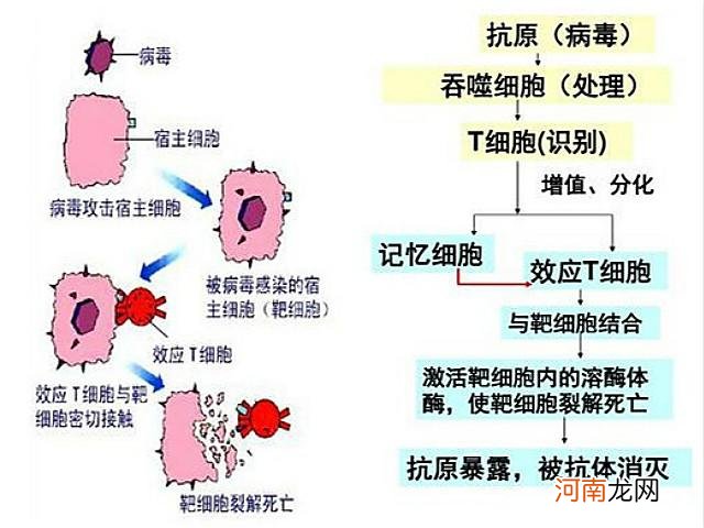 哪些药物能够 提高免疫力预防感染 什么是聚集性发病