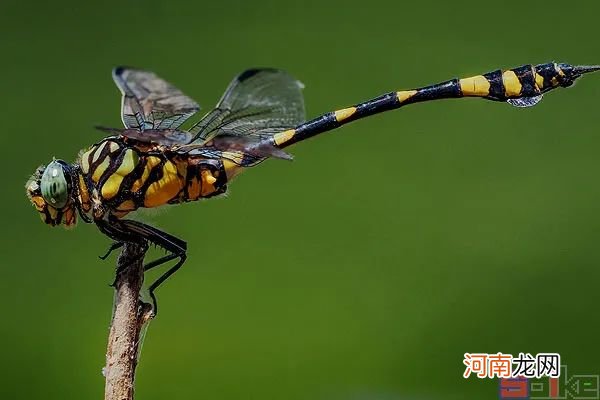 世界上最大的昆虫排名 最长的昆虫