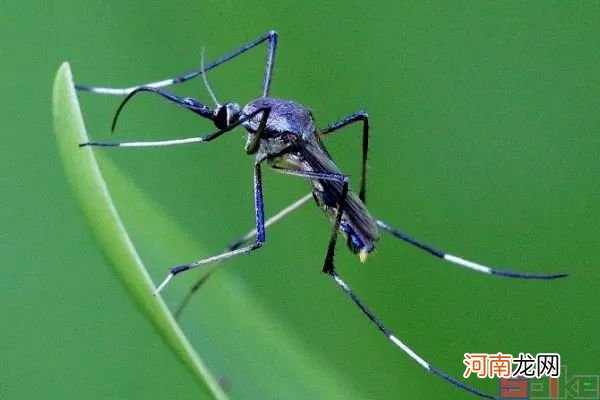 世界上最大的昆虫排名 最长的昆虫