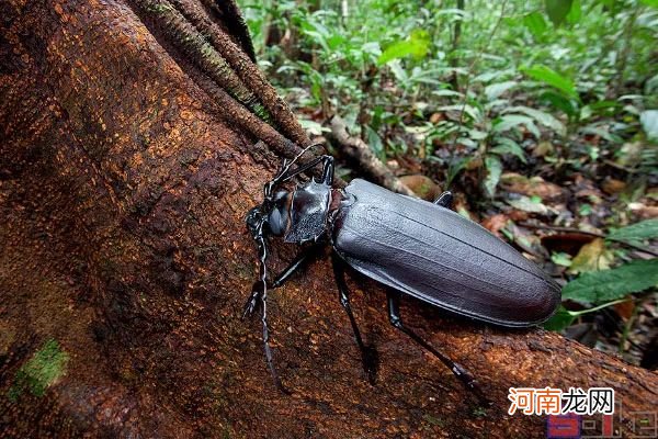 世界上最大的昆虫排名 最长的昆虫