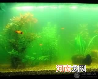 鱼缸水浑浊怎么处理