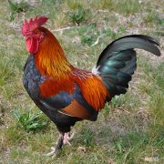 为什么母鸡的鸡冠和公鸡一样大 为什么母鸡的鸡冠和公鸡一样大？