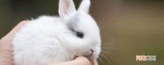 小白兔用什么辨别气味优质