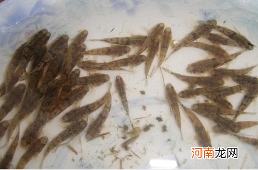 溪流中只有6种小鱼 溪流中的小鱼