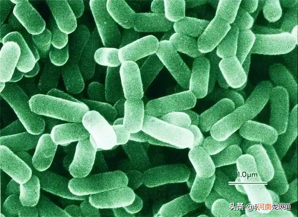 乳酸菌在水产养殖中的七大作用 乳酸菌在水产养殖中的作用