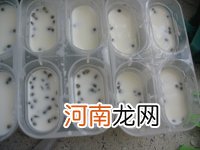 奶油绿豆冰棒