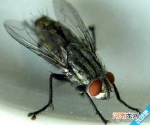 苍蝇为什么要搓手?因为他们会空气洗手法！