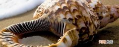 海螺放冰箱能保存多久优质