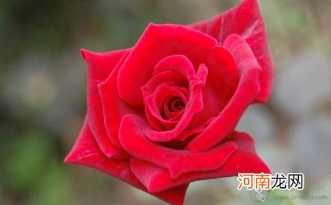 孕妇梦见月季花意味着什么