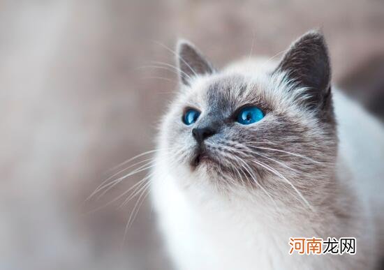 孕妇能养猫吗