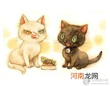 猫饭食谱 猫饭怎么做，猫饭最简单便宜的做法