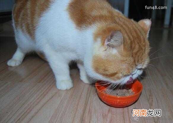 猫饭食谱 猫饭怎么做，猫饭最简单便宜的做法