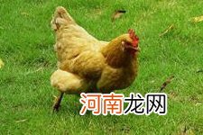 竹荪炖鸡