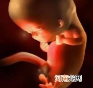 孕12周胎儿男女生殖