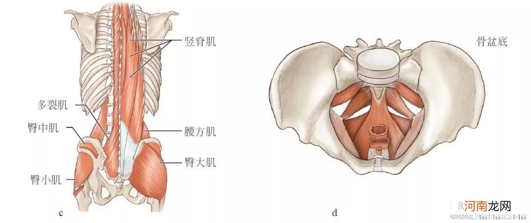 如何打造完美骨盆?