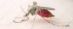 家里如何灭蚊优质