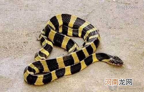 世界上最毒的蛇?银环蛇3秒致命 世界上最毒的蛇排名