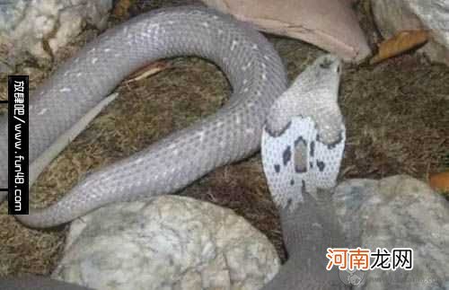 世界上最毒的蛇?银环蛇3秒致命 世界上最毒的蛇排名