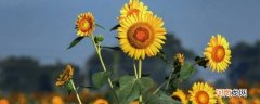 天然指南针向日葵是怎么辨别方向的优质