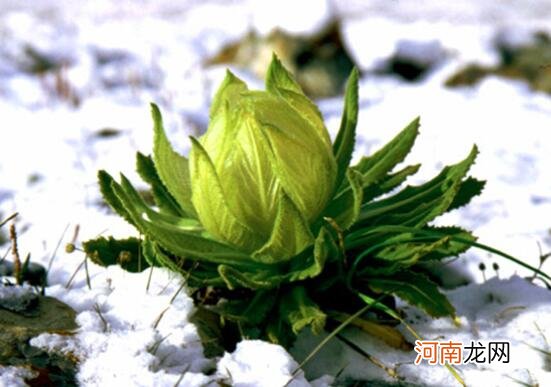 雪莲花治什么病