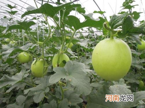 2月份适合种什么菜